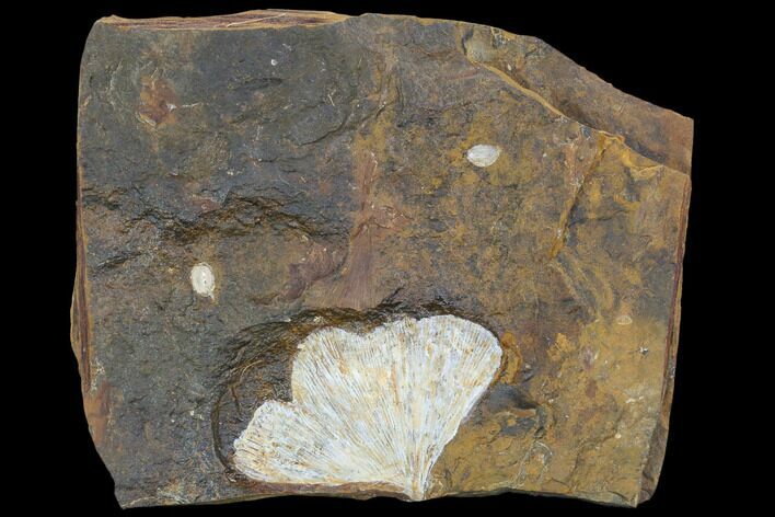 Fossil Ginkgo Leaf From North Dakota - Paleocene #103879